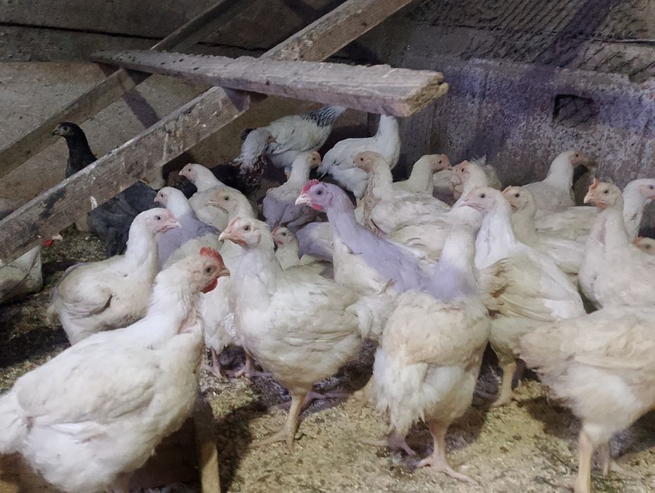 продаю бройлеров