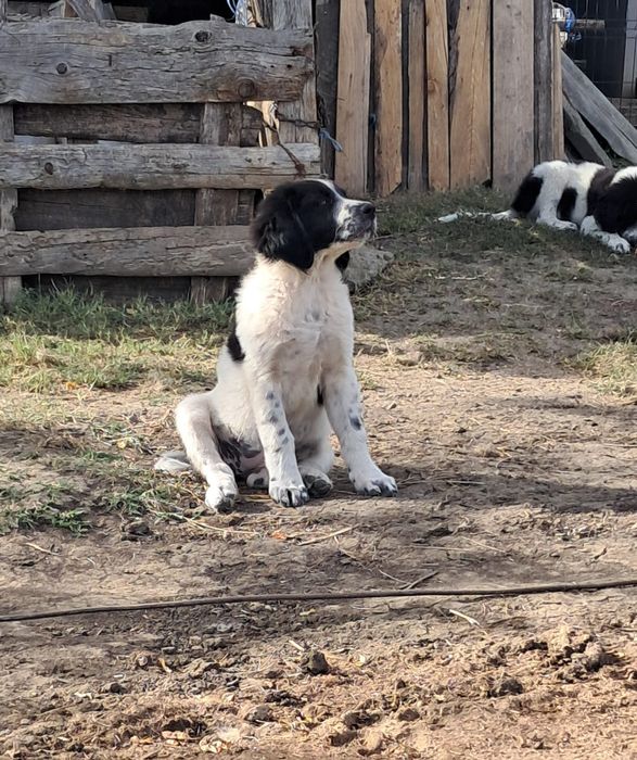 Ciobanesc de Bucovina