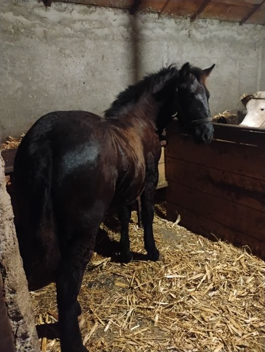 Mânz semigreu de vânzare