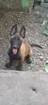 FEMELĂ ciobănesc belgian malinois  -  cu pedigree !