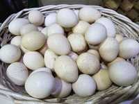 Яйца индейки домашние свежие без ГМО