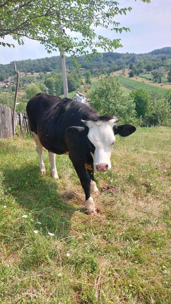 Vând junincă/vița în vârstă de 8 luni - Sănătoasă și Activa
