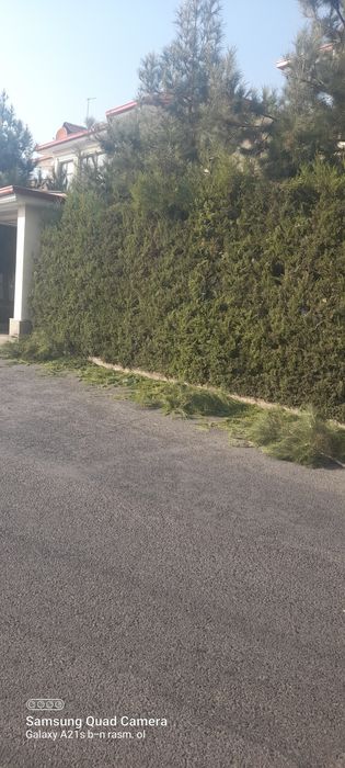 Archa kesish bog'bonlik hizmatlari