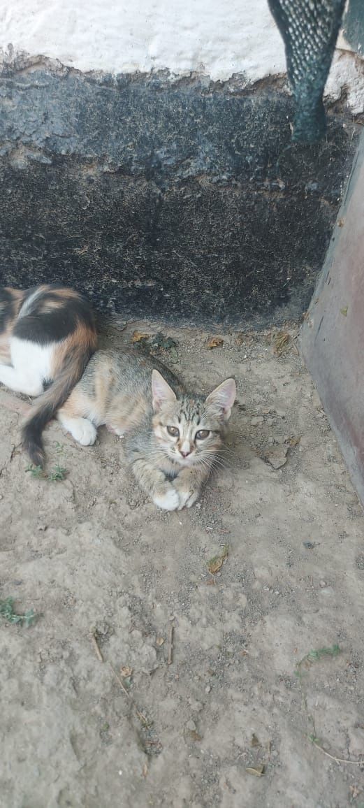 Отдам котят в добрые руки