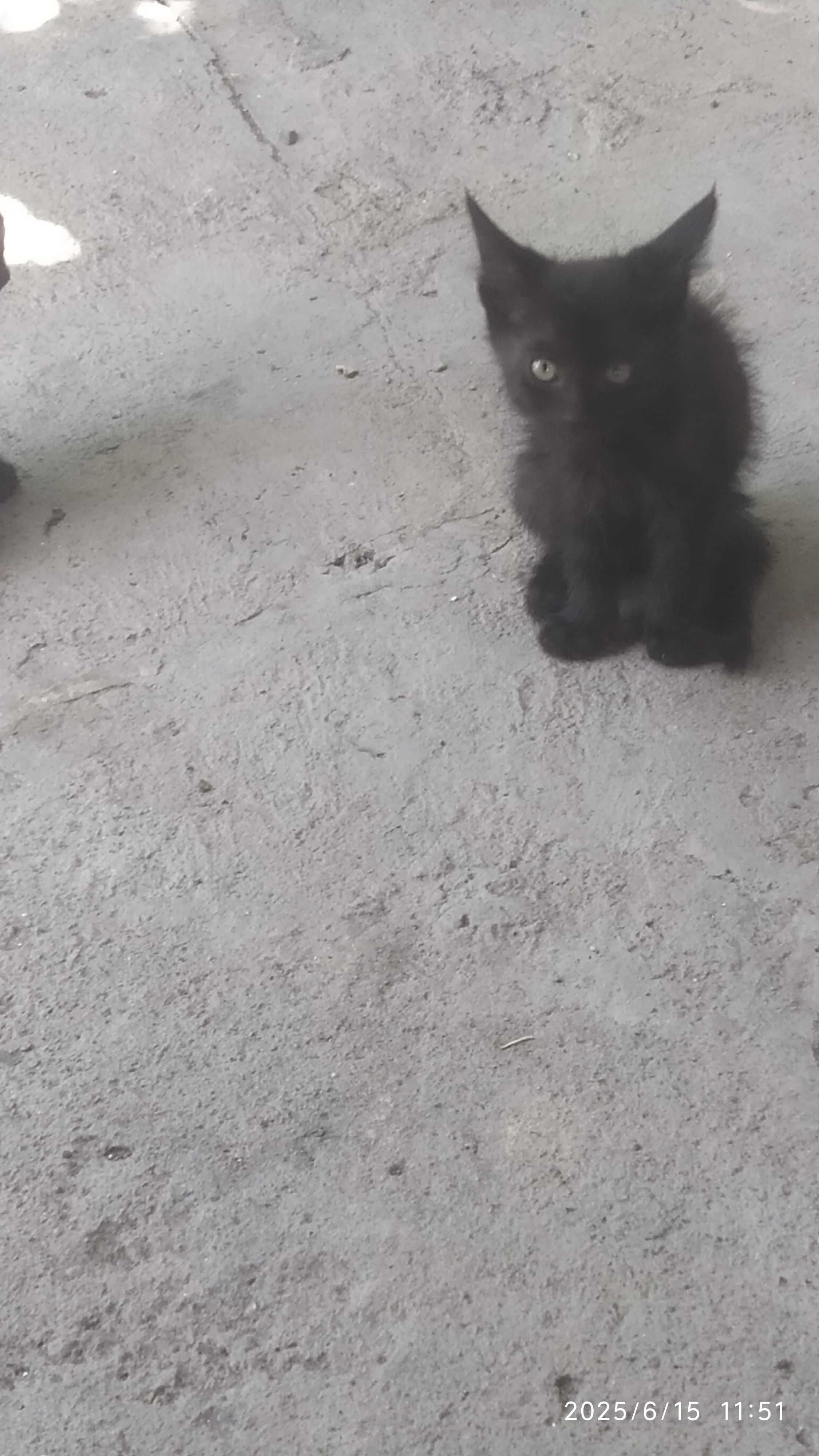 Котята Ленгер бесплатно