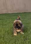Catel Ciobanesc Caucazian import Rusia