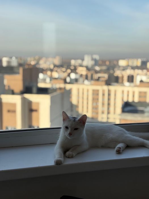 Продом белого котенка