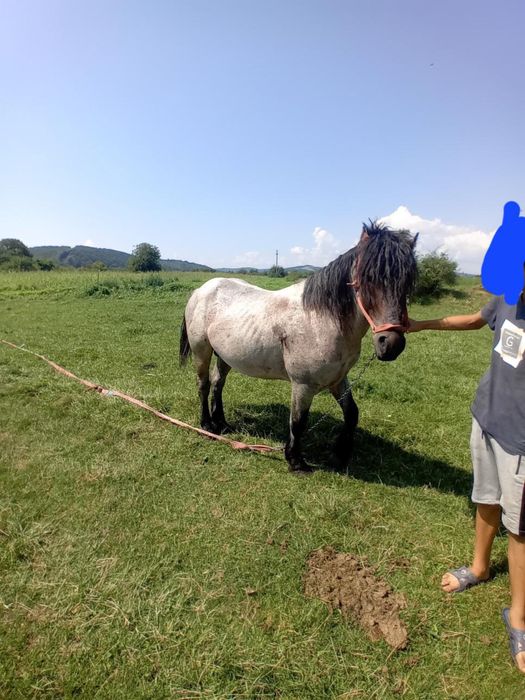 Cal semi greu de vanzare