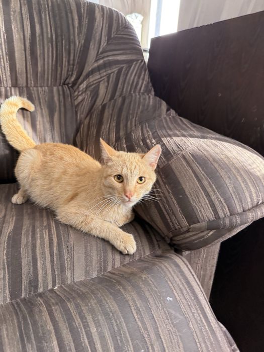 Рыжий Котенок ищет семью. 8 месяцев