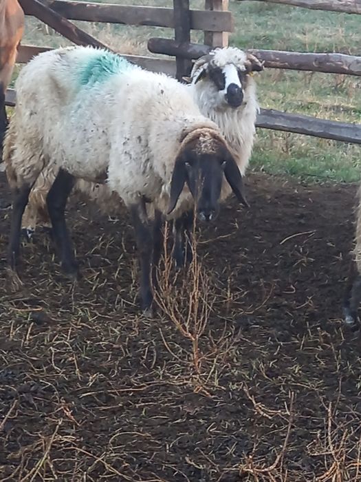 Carabase sârbești, turcane și noatine 570 lei