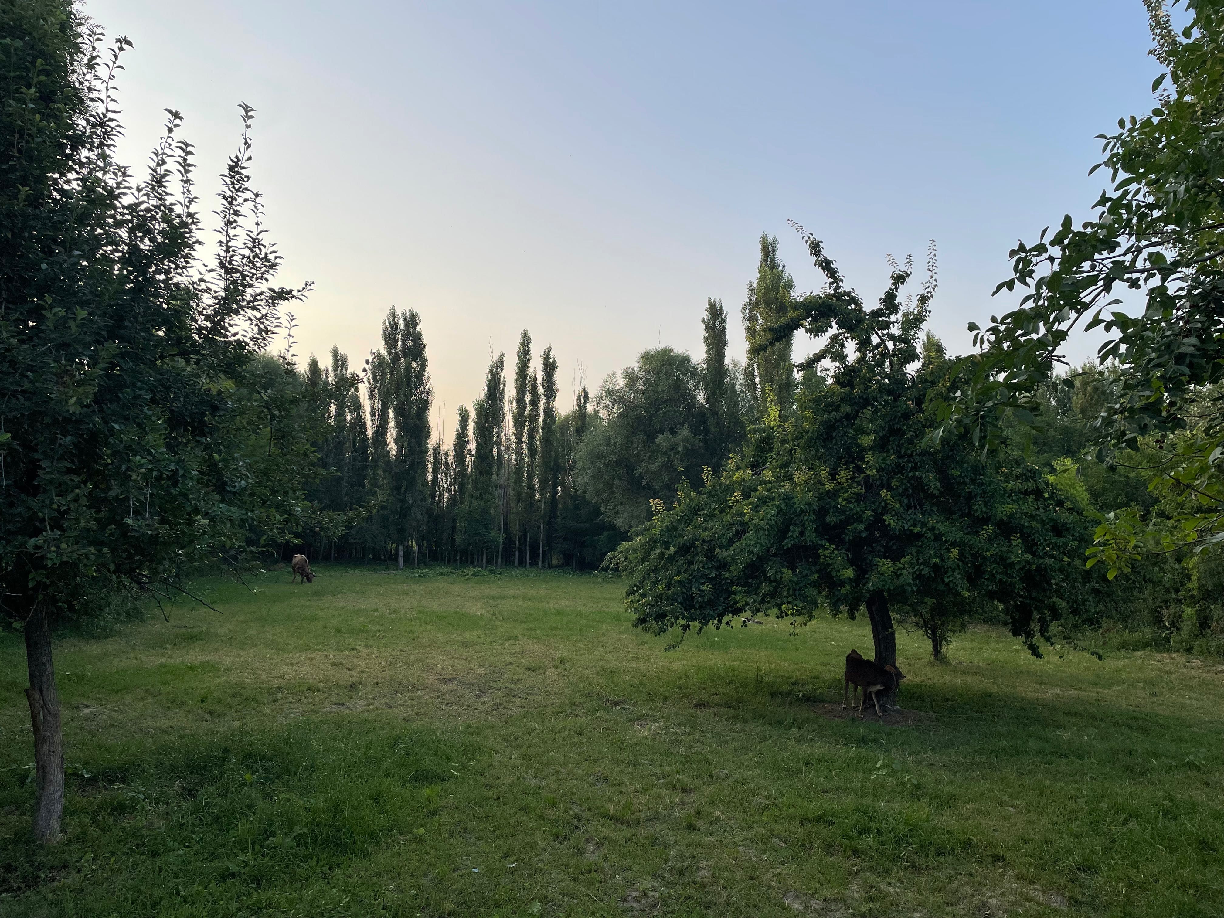 Srochno quruq yer sotiladi
