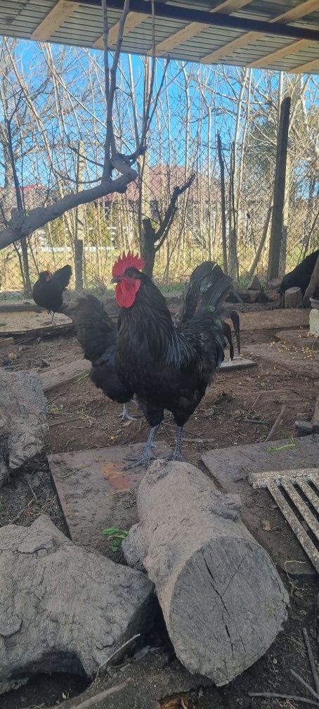Australorp OUA pentru incubat