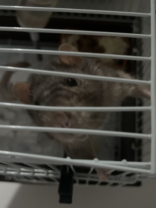 Крысеныш ищет нового хозяйна