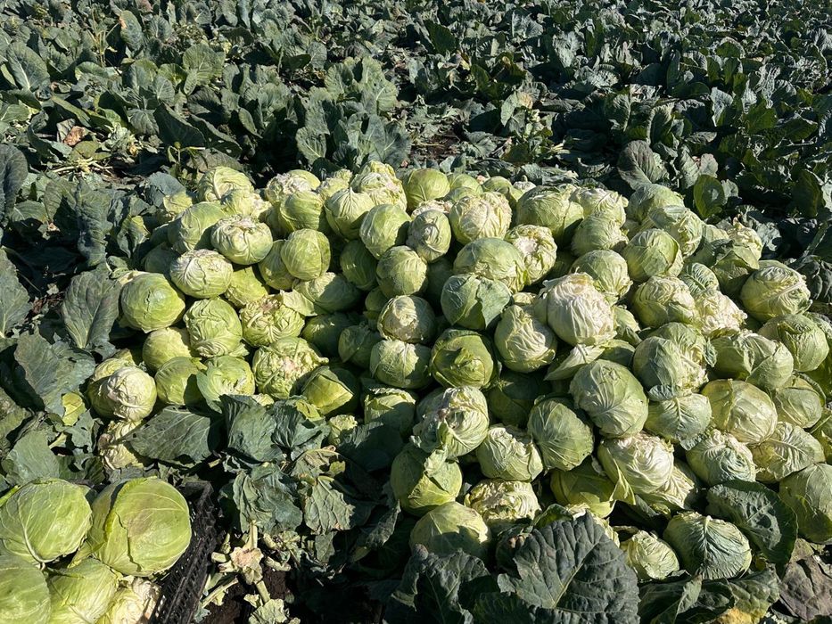 Varza  de  buzau