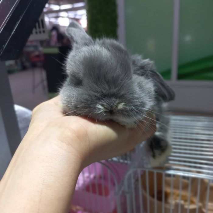 Кролики декоративные и карликовые