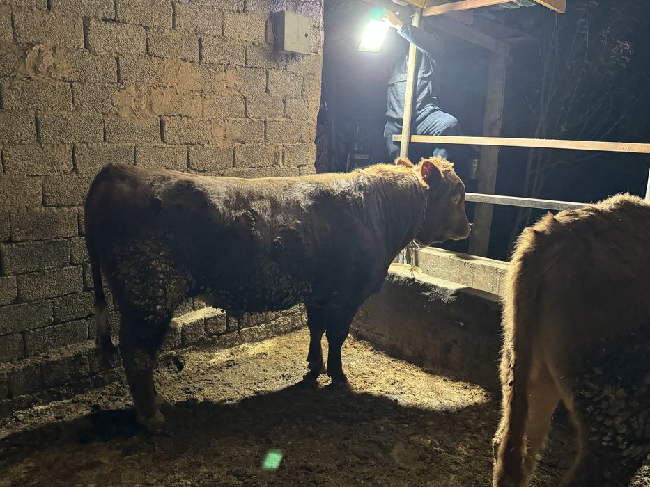 Limuzin ablikol boqala  550kg tri fes