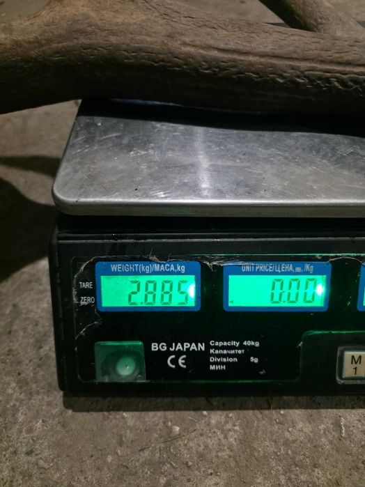 Рога от благороден елен