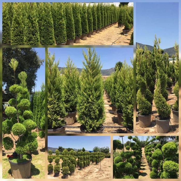 Plante ornamentale diferite specii și forme