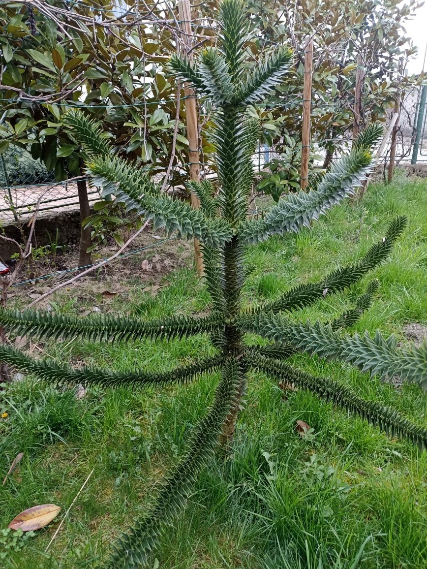 Pin Chilian (Araucaria Araucana) DIMENSIUNEA VARIAZA /PRET