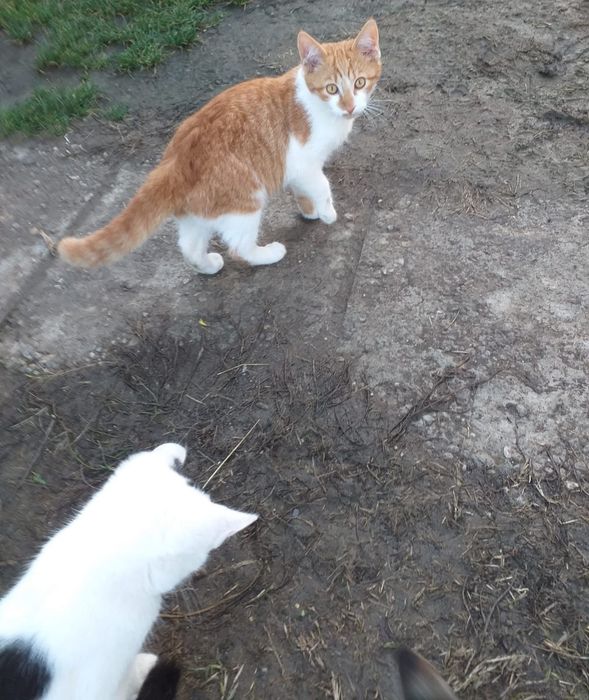 Donez pisoi 3- 6 luni