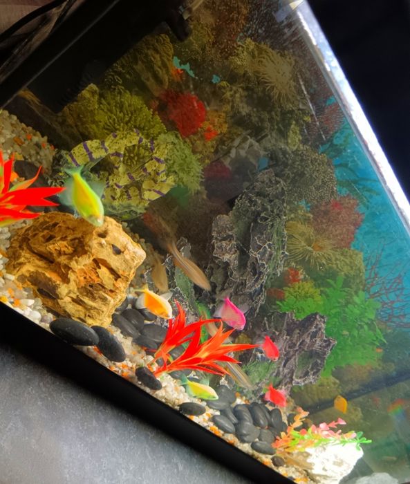 Acvariu cu pești