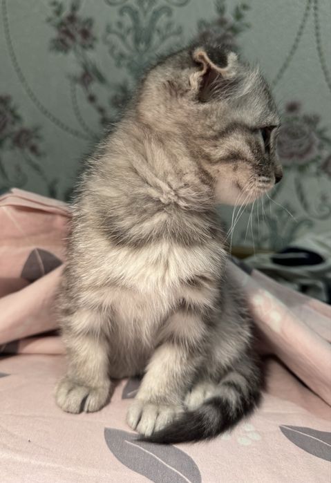 Scotish fold mushukcha