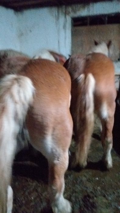 Vand 4 iepe si 4 manzi