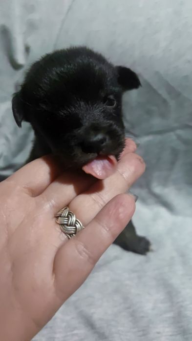 Отдам щенков звоночков!