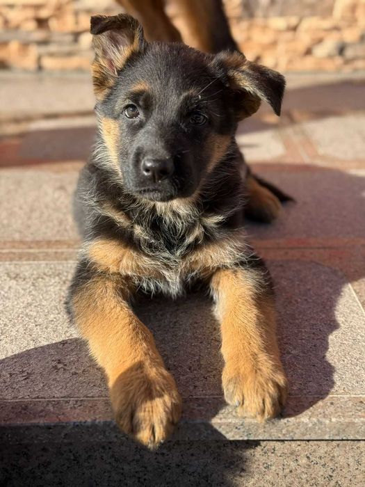 Продам чистокровных немецких щенков