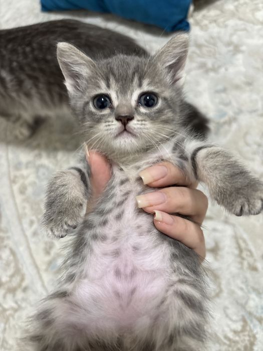 Продается котенок шотландская прямоухая