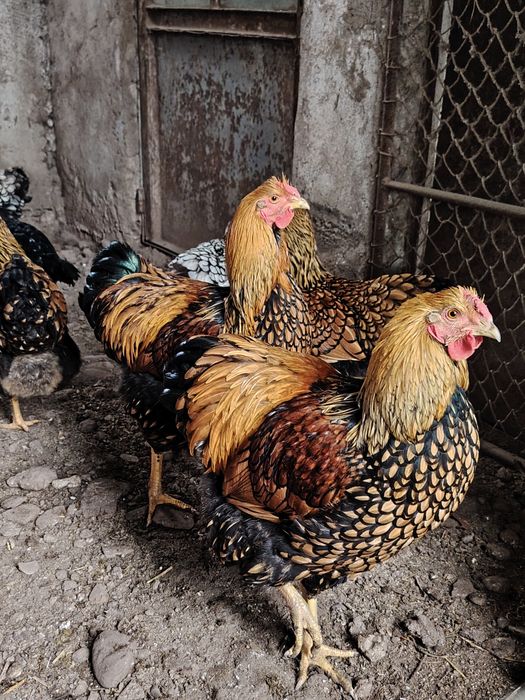 Cocoși brahman și wianddot