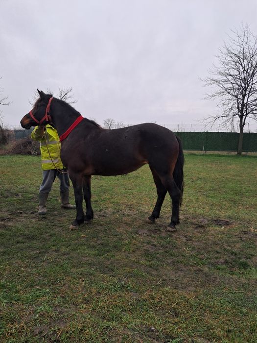 Eapa de vinzare 5 ani .