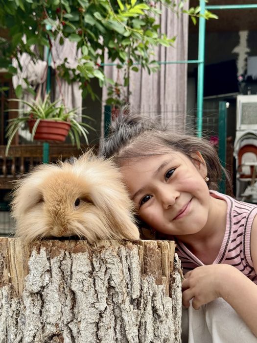 Karlik Quyon. Карликовый кролик