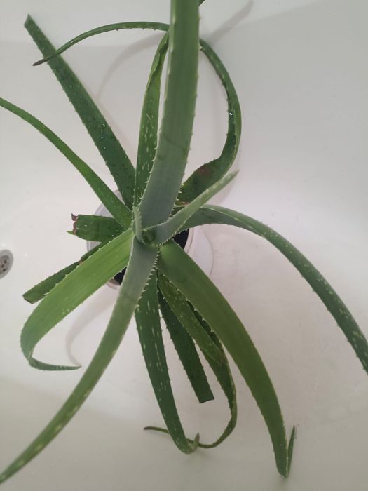 Продаётся алое...