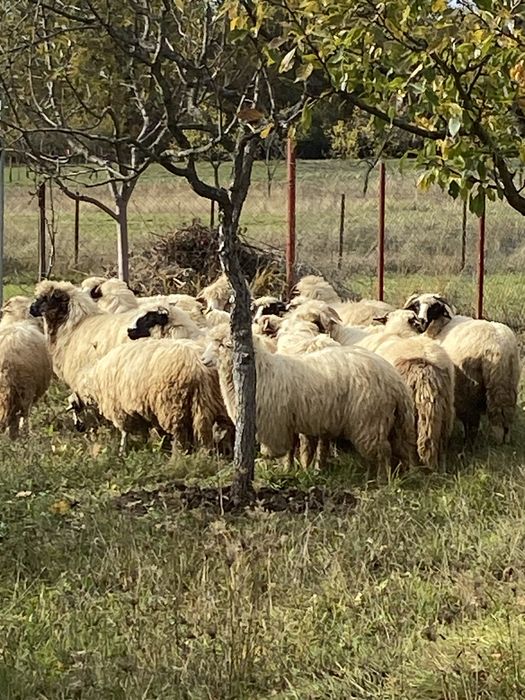 Oi tinere de vanzare