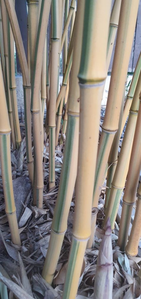 Bambus gradina aclimatizat