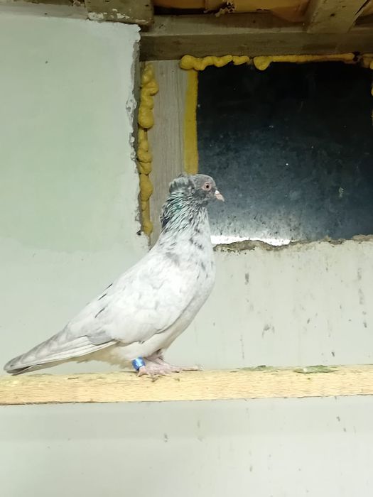 Кептер сатылады!