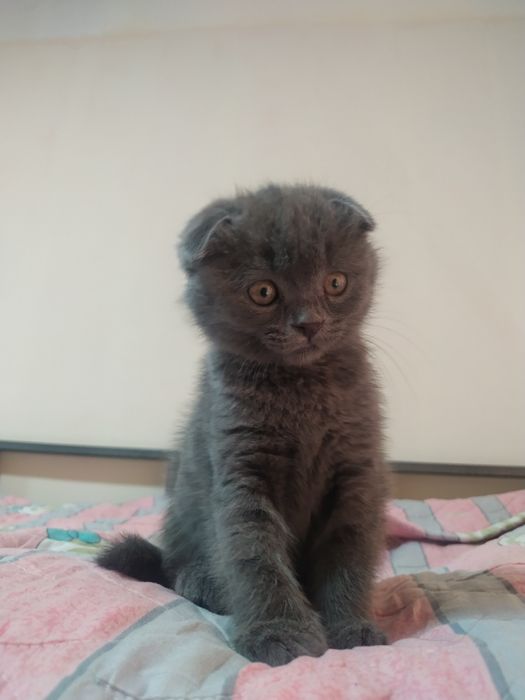 Scotish fold zotli mushuk