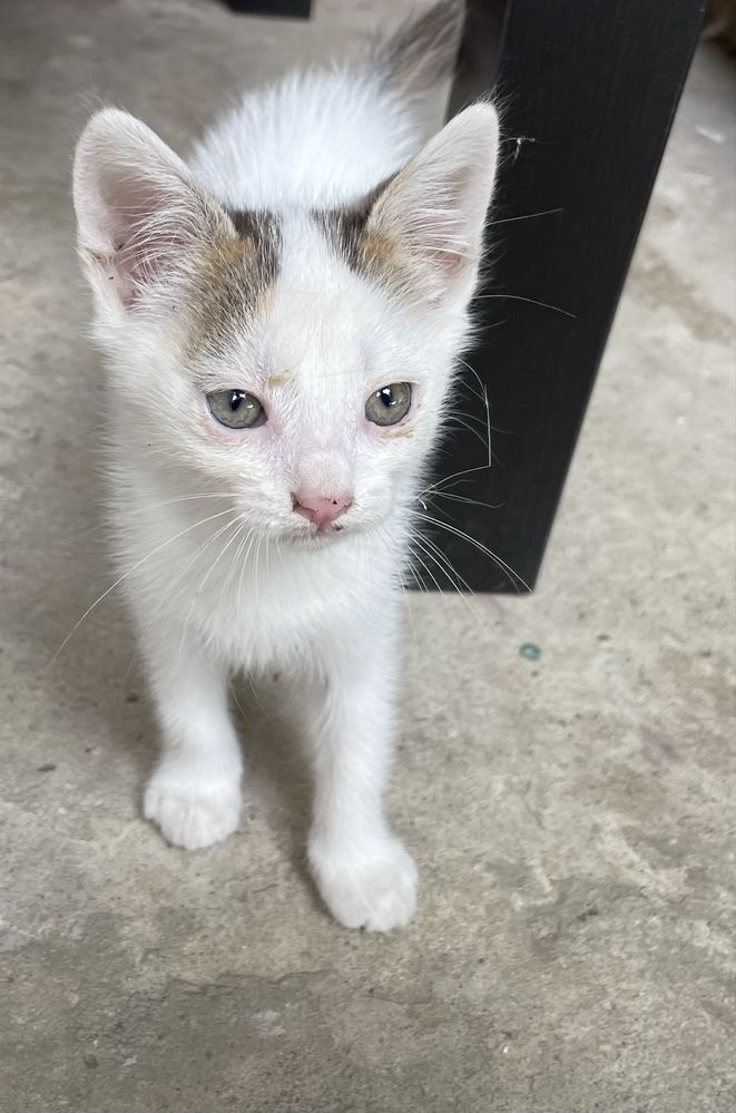 Pisoi alb 6 saptamani pentru adoptie