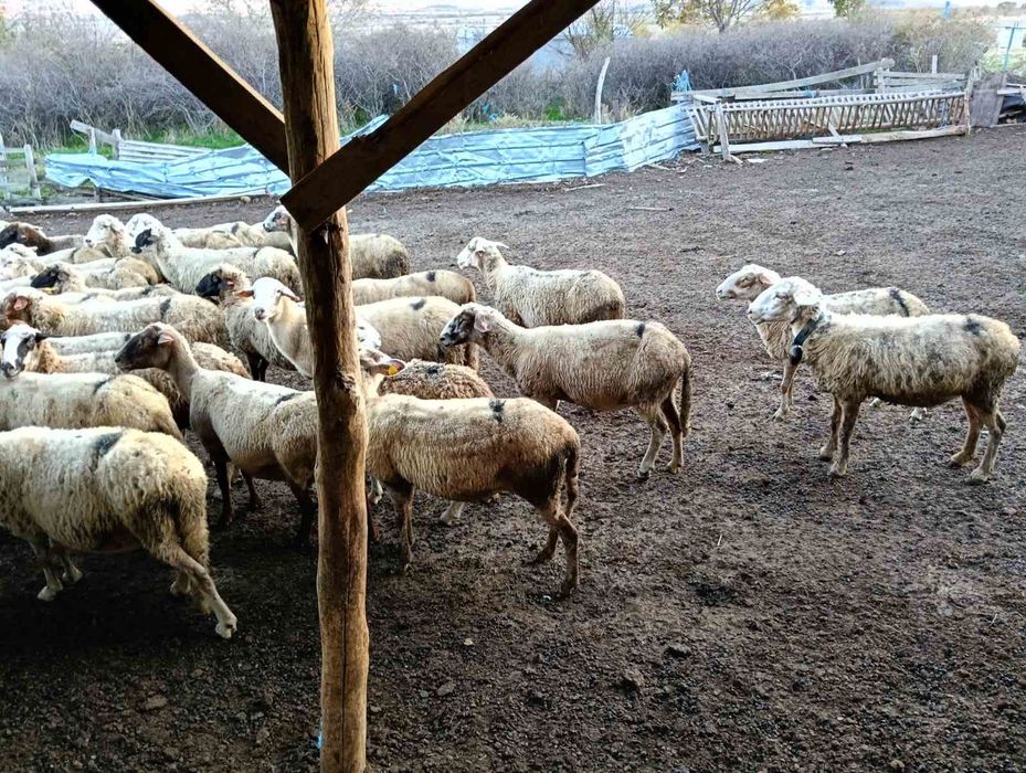 Продавам 110 овце
