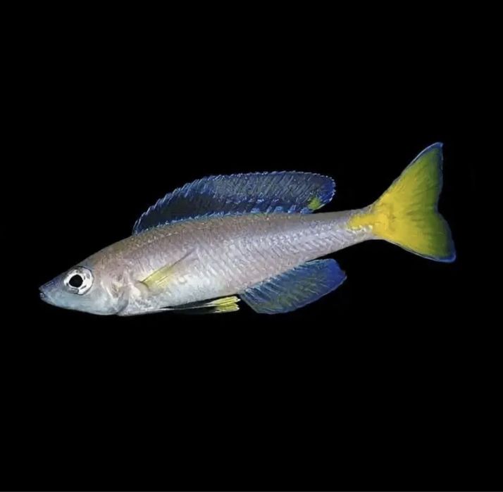 Cyprichromis Leptosoma