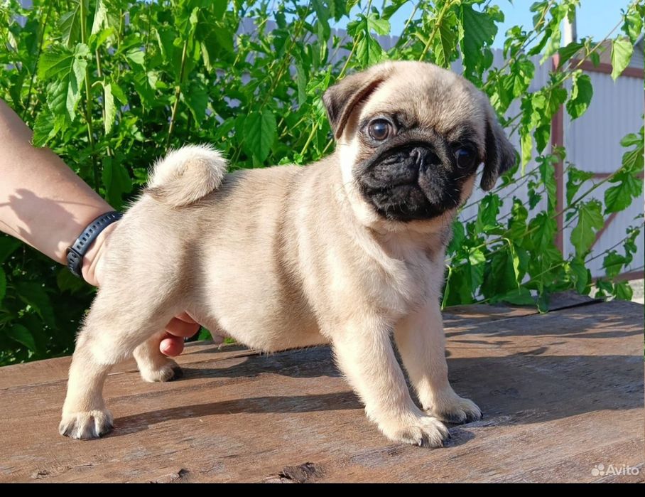 Продается мопсик