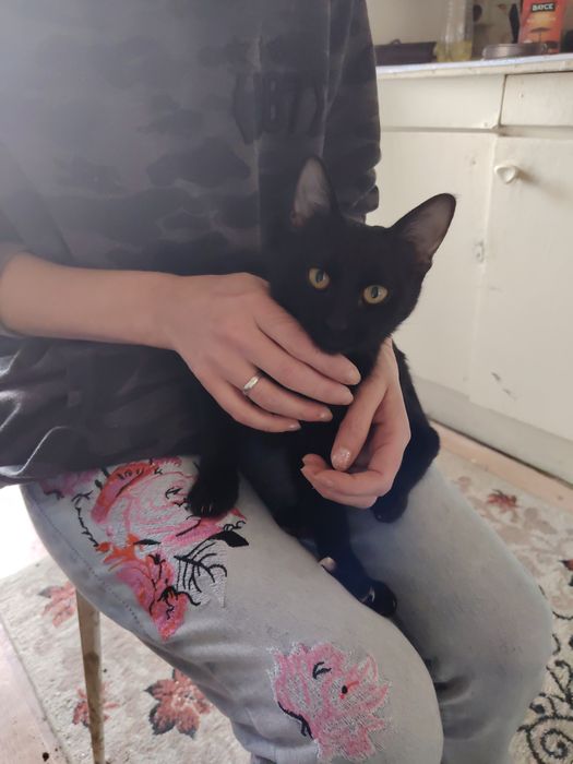 Отдам котёнка в хорошие руки мальчик