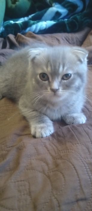 Продаются два котята мальчик и девочка веслаух скотишфулд британия