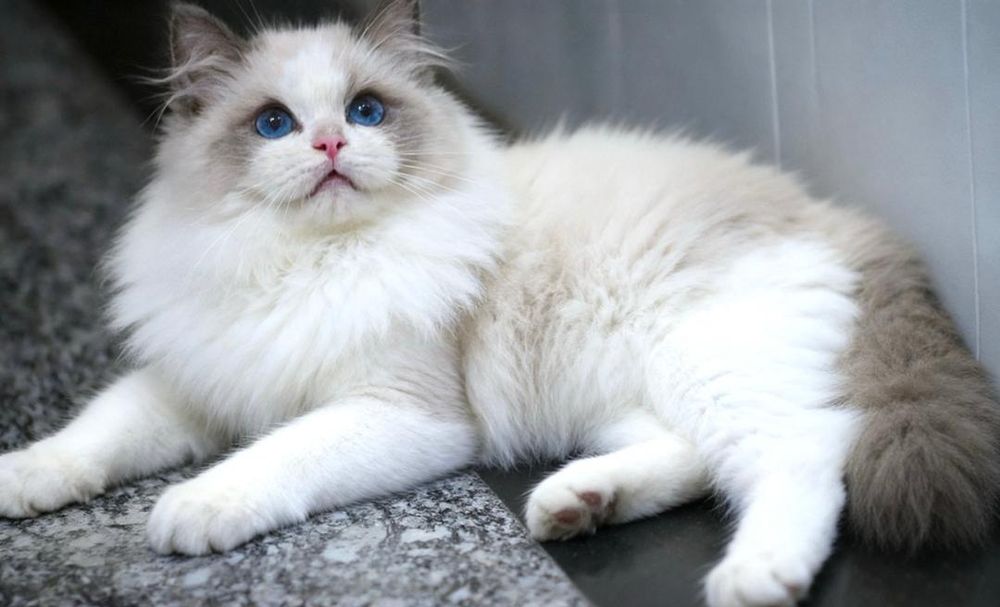 Регдолл, тряпочатя куклка