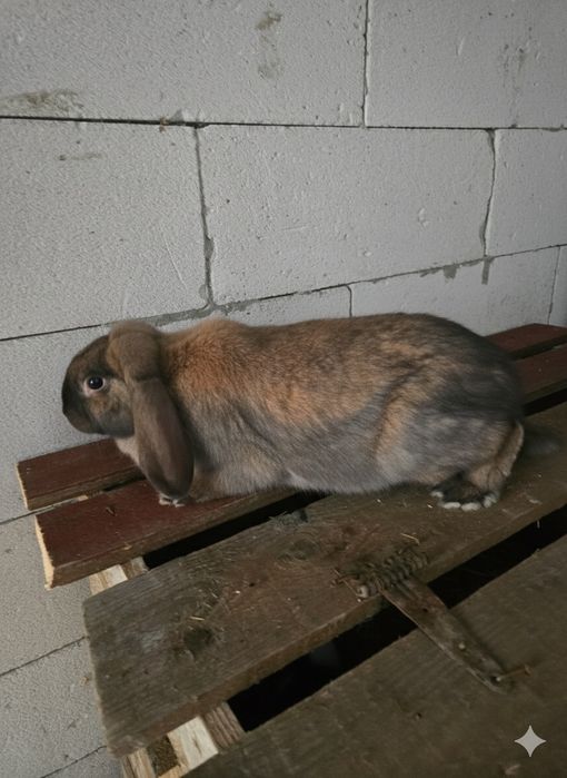 Vând iepuri de rasa