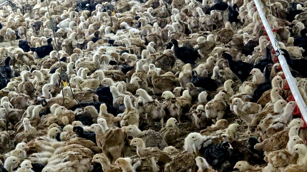 Pui rasă mixtă pentru carne și ouă