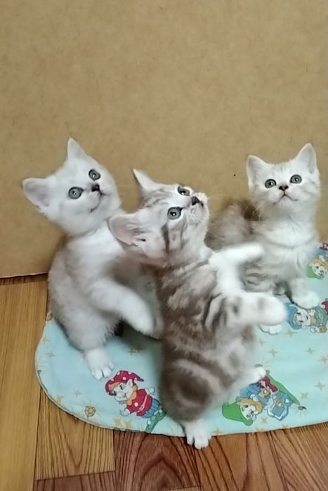 Три Шотландских мальчика. С документами.