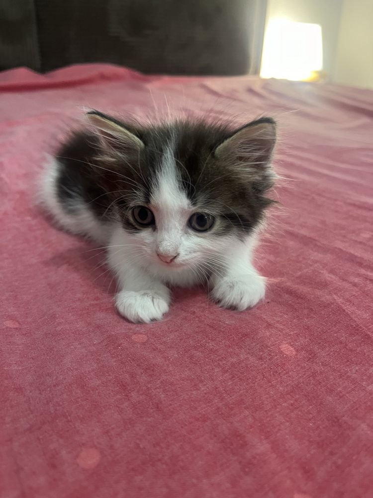 Подарявам котенце