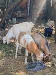 3 iezi de vanzare